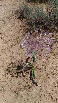 Allium caspium