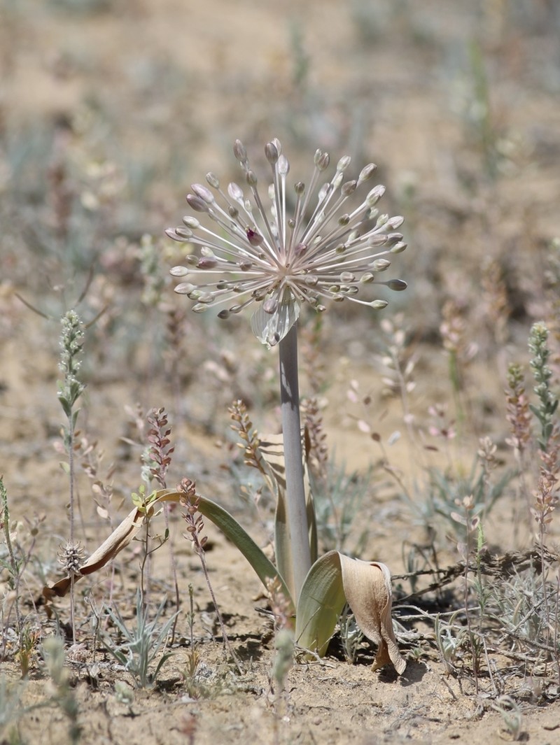 Allium caspium photo 2