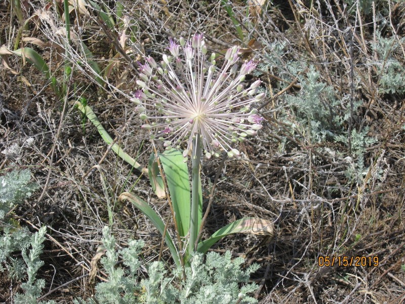 Allium caspium photo 3