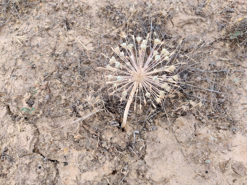 Allium caspium photo 6