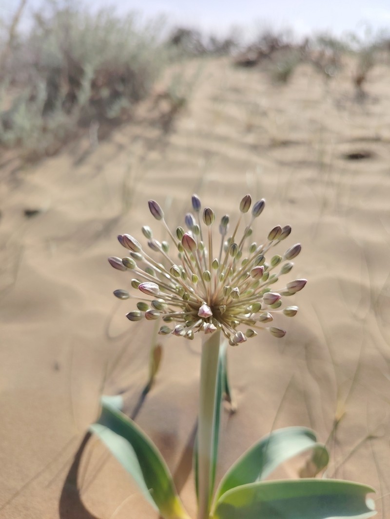 Allium caspium photo 7
