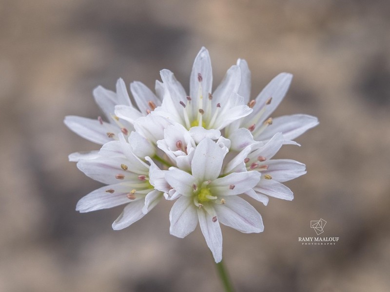 Allium cassium photo 2