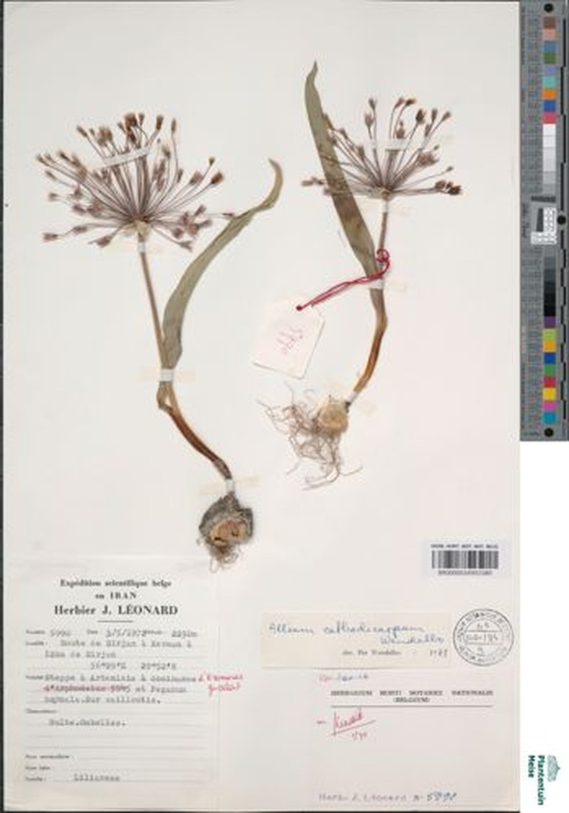 Allium cathodicarpum