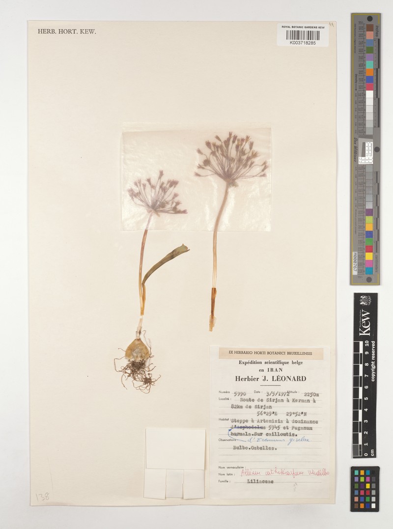 Allium cathodicarpum photo 2