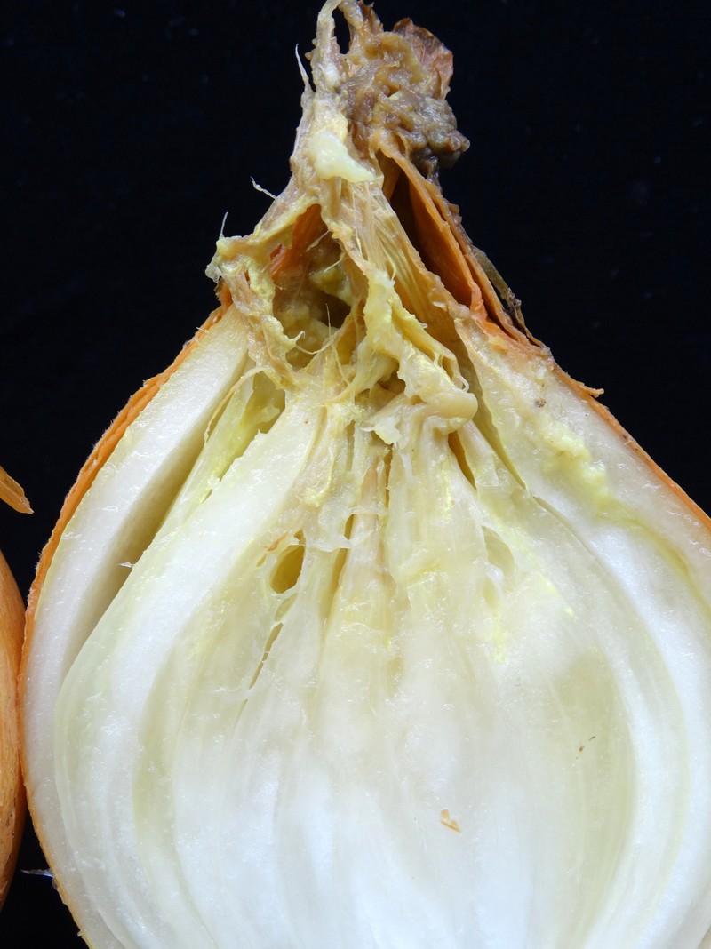 Garden Onion photo 2