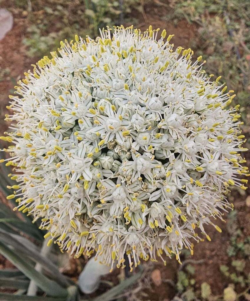 Garden Onion photo 3