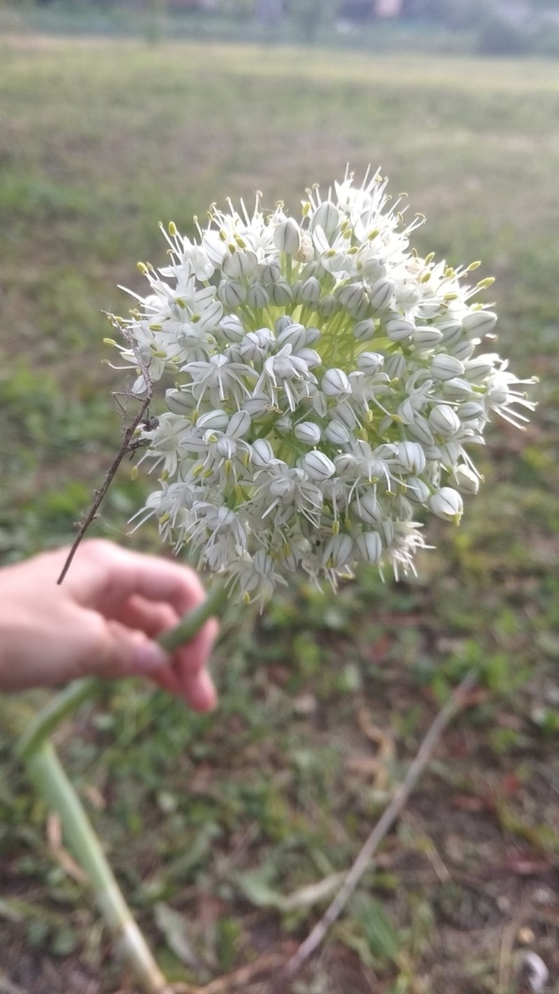 Garden Onion photo 4