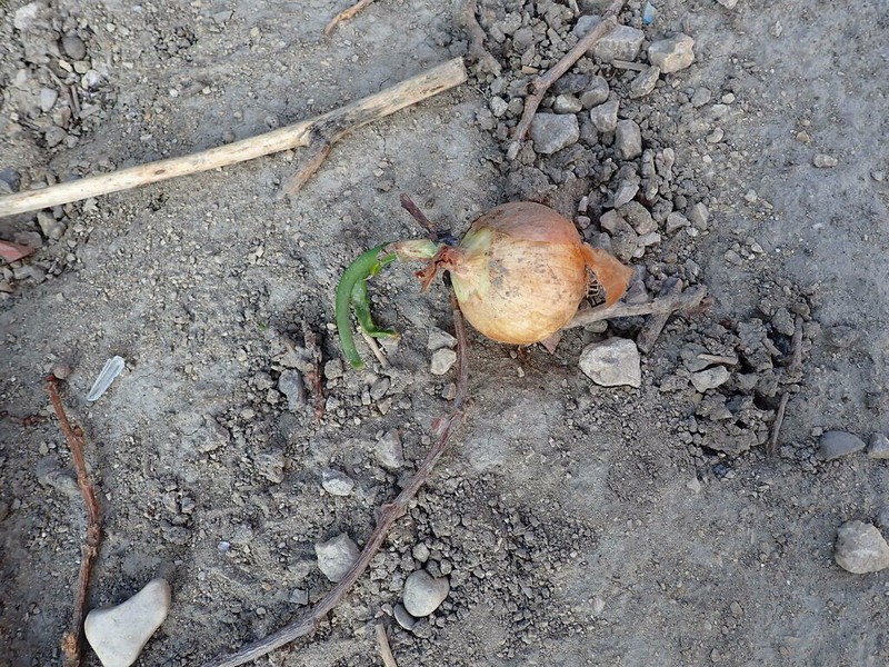 Garden Onion photo 5