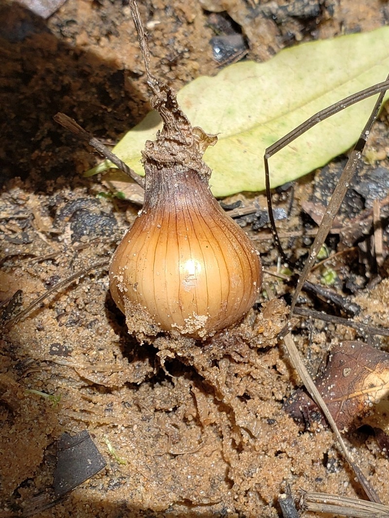 Garden Onion photo 6