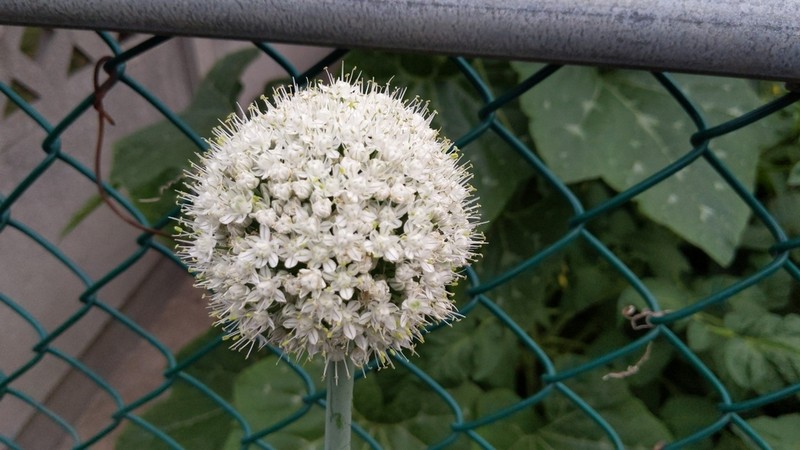 Garden Onion photo 7