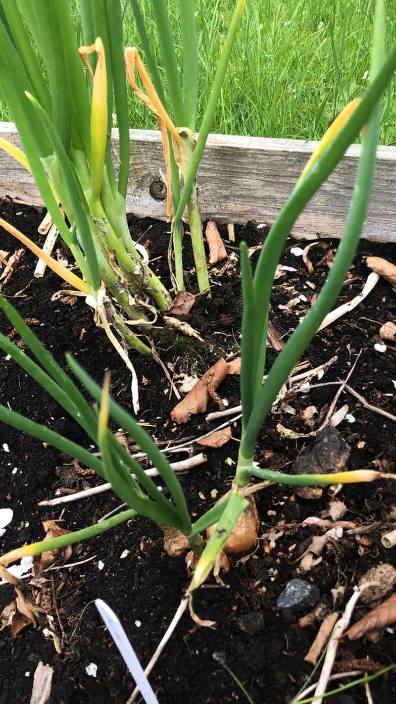 Garden Onion photo 8