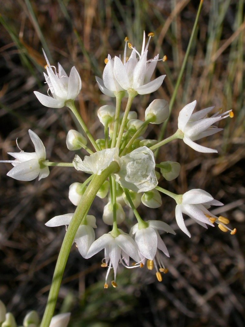Nodding Onion photo 4