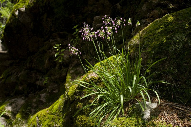 Nodding Onion photo 5