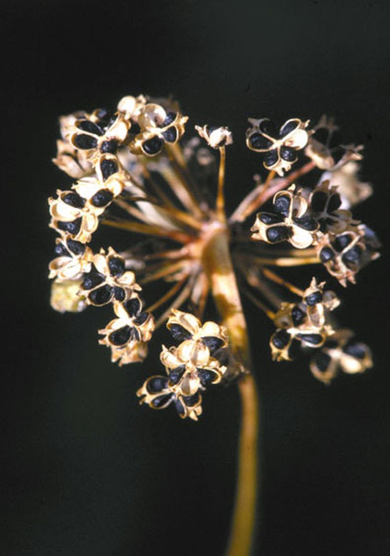 Nodding Onion photo 6