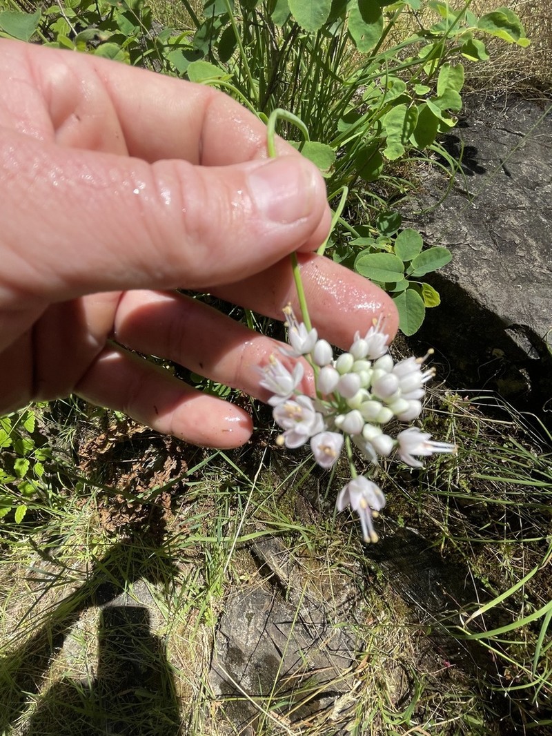 Allegheny Onion photo 8