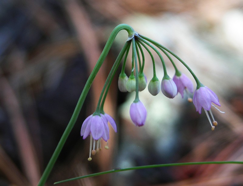 Nodding Onion photo 8