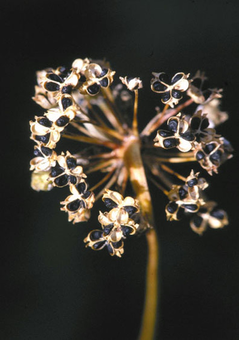 Lillydale Onion photo 7