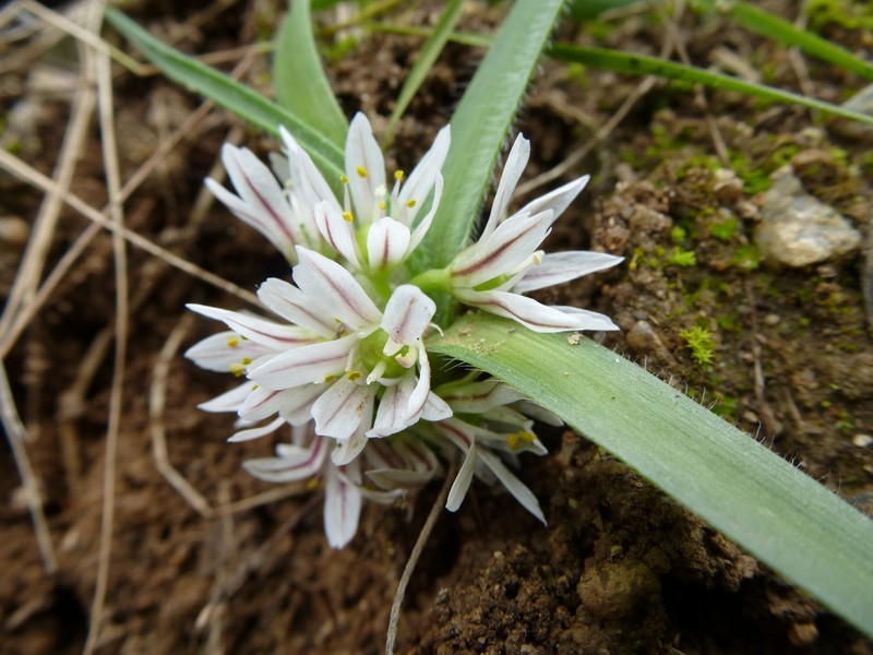 Allium chamaemoly