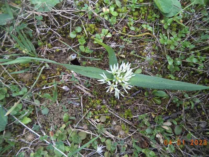Allium chamaemoly photo 2