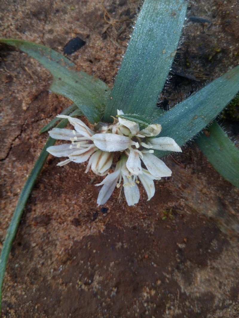 Allium chamaemoly photo 6