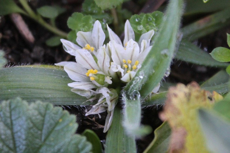 Allium chamaemoly photo 7
