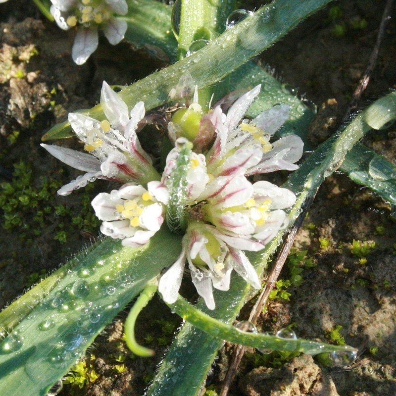 Allium chamaemoly photo 8