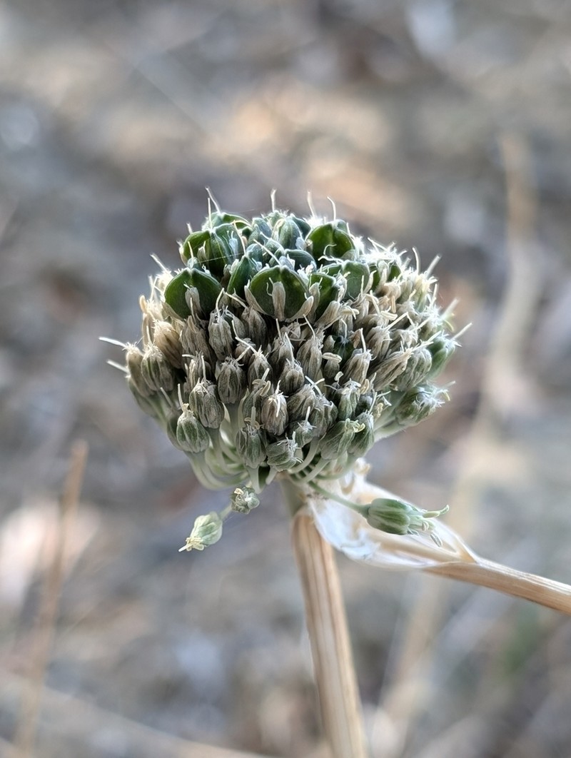 Allium chamaespathum