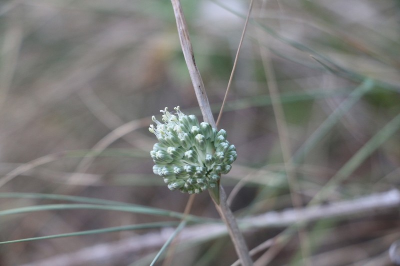 Allium chamaespathum photo 2
