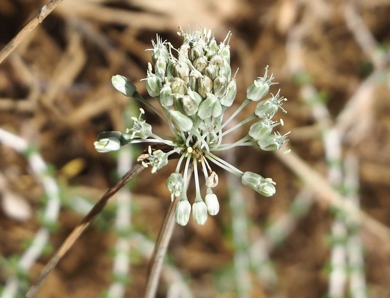 Allium chamaespathum photo 3