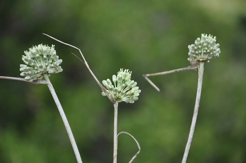 Allium chamaespathum photo 4