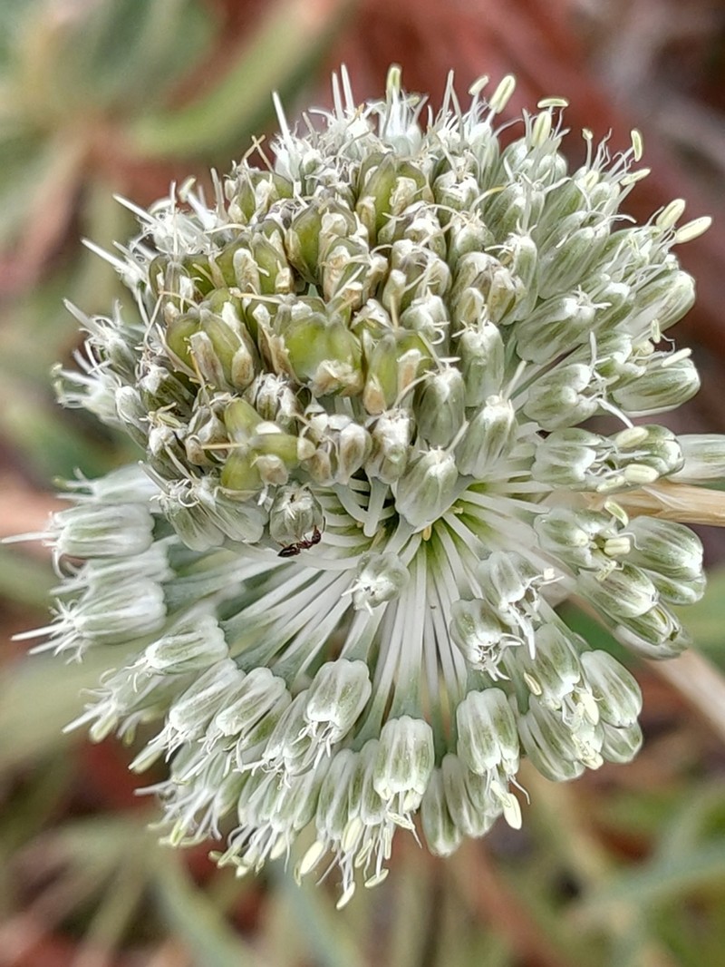 Allium chamaespathum photo 6