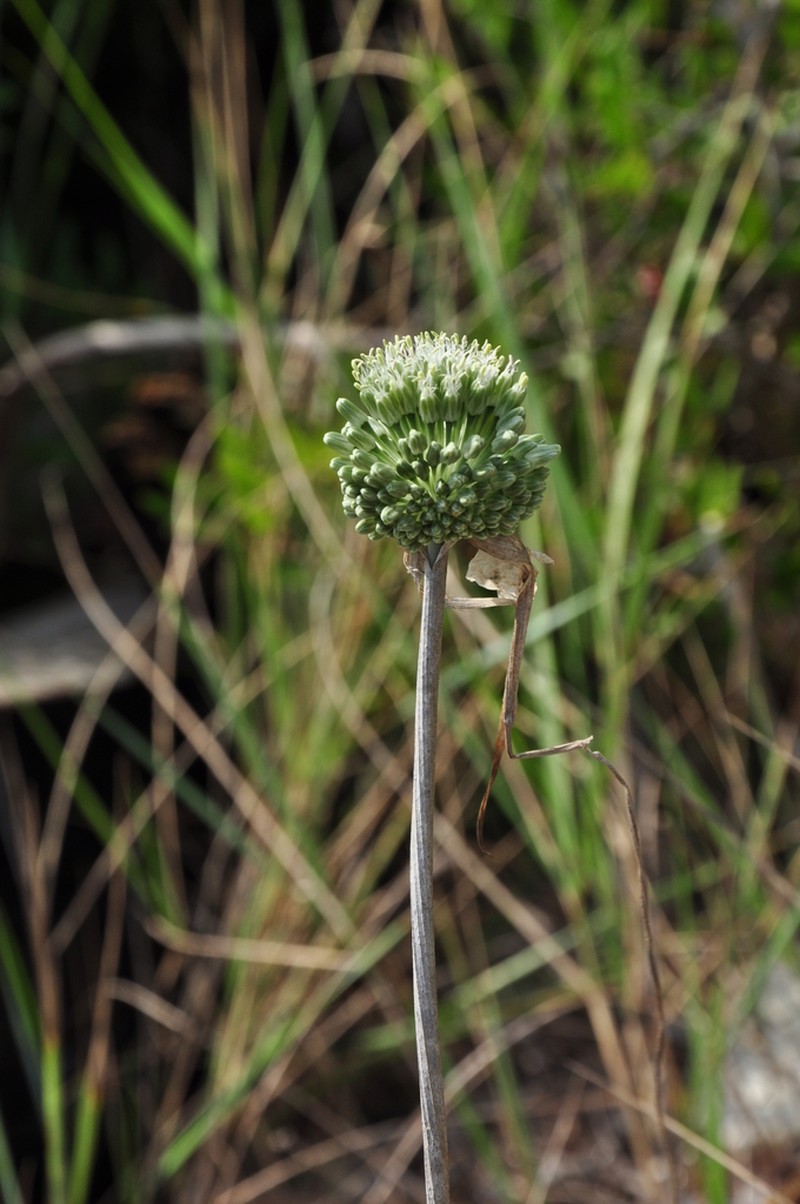 Allium chamaespathum photo 7