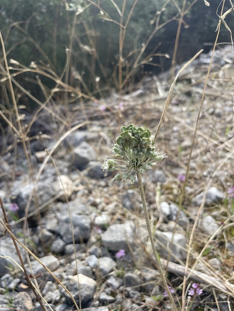 Allium chamaespathum photo 8