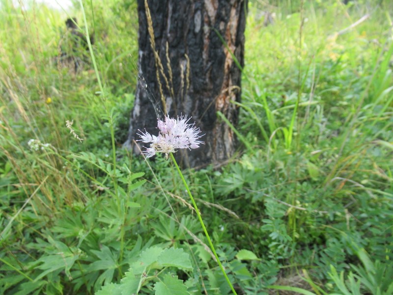 Allium chamarense