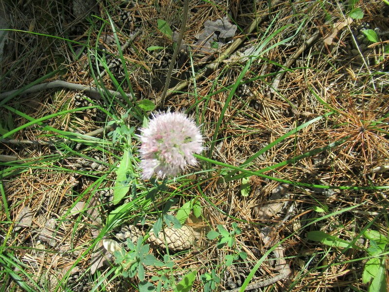 Allium chamarense photo 2