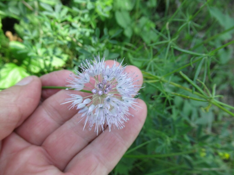 Allium chamarense photo 3