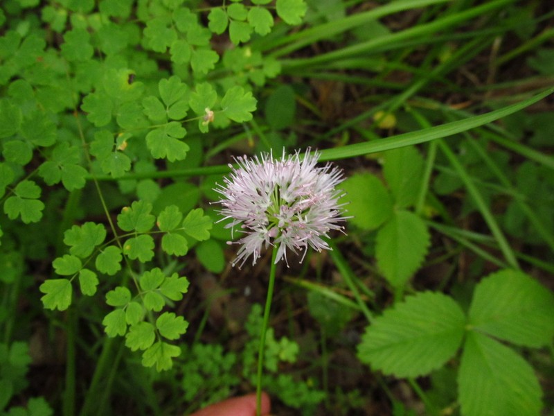 Allium chamarense photo 4