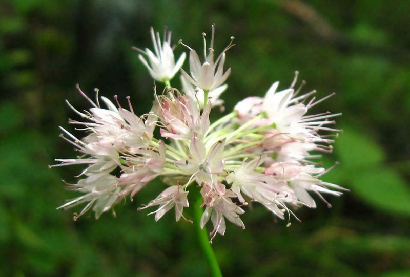 Allium chamarense photo 5