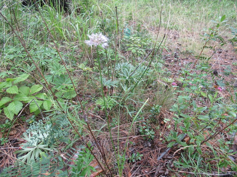 Allium chamarense photo 6