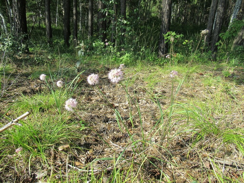 Allium chamarense photo 7