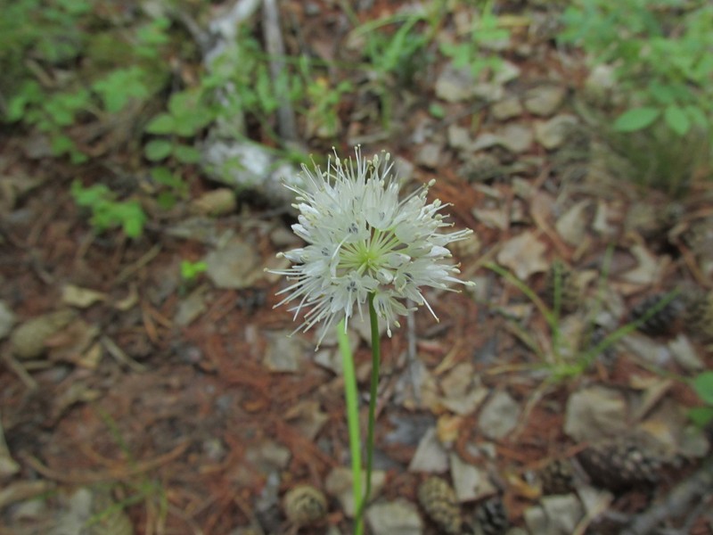 Allium chamarense photo 8