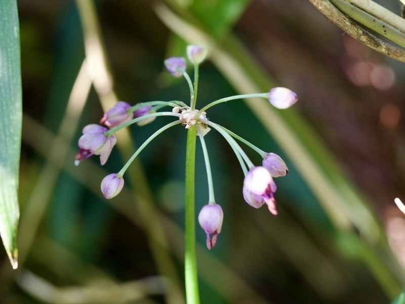 Rakkyo photo 2
