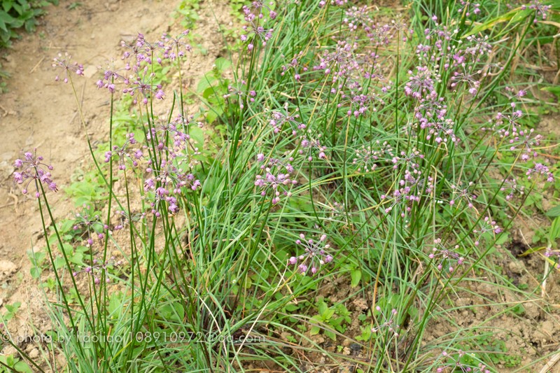 Rakkyo photo 8