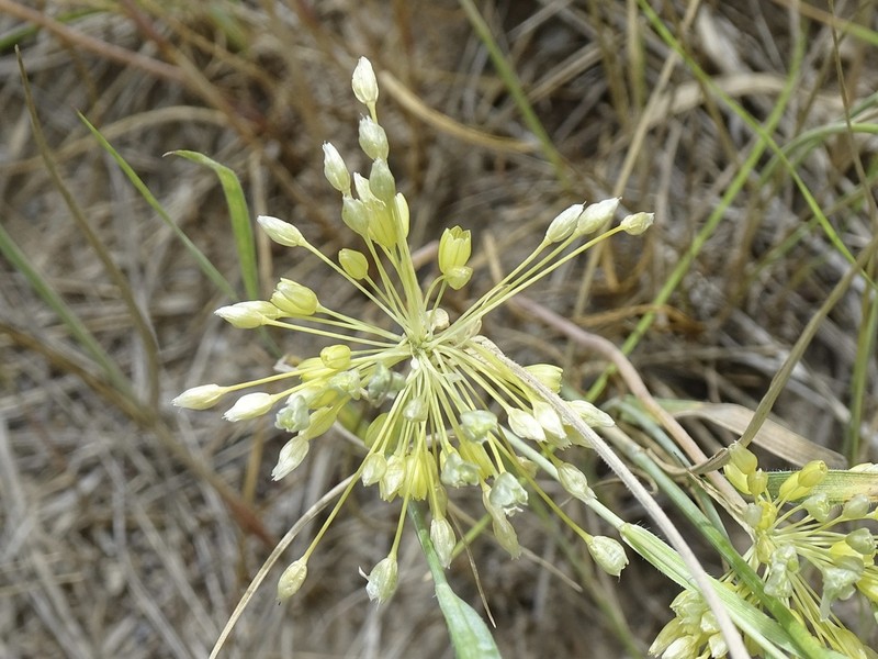 Allium chloranthum