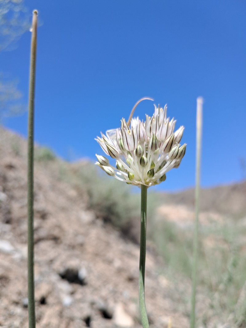 Allium chloroneurum photo 4