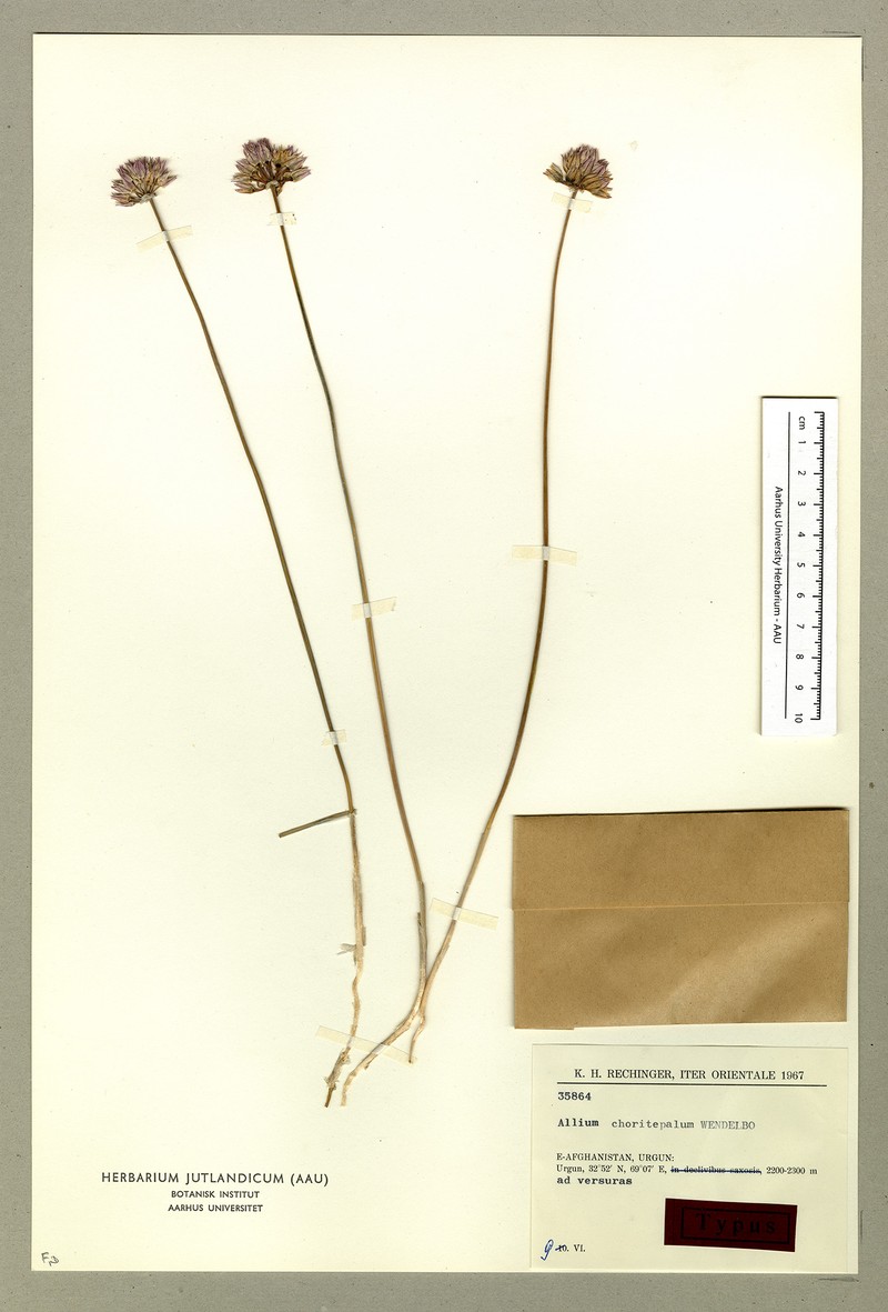 Allium choriotepalum