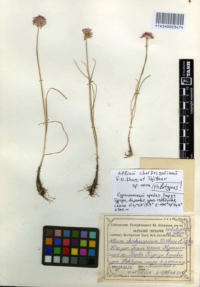 Allium chorkessaricum