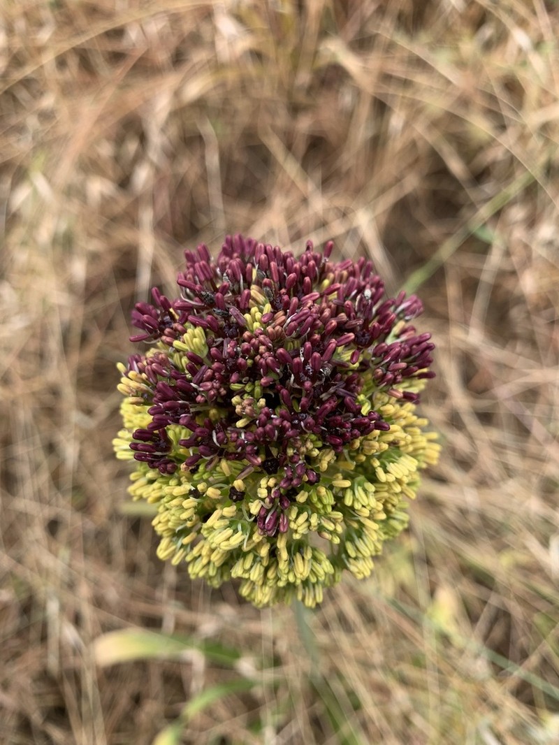 Allium chrysantherum photo 2