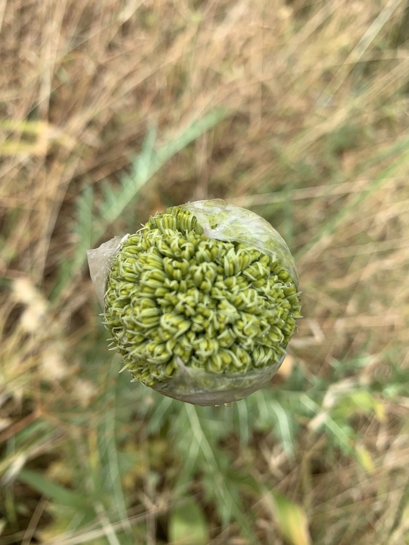Allium chrysantherum photo 3