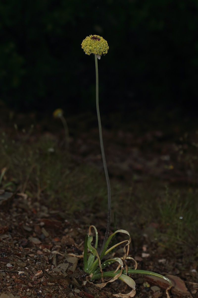 Allium chrysantherum photo 4